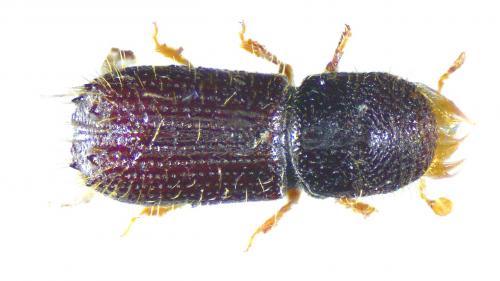 Réf. 246 003 : Pityokteines spinidens